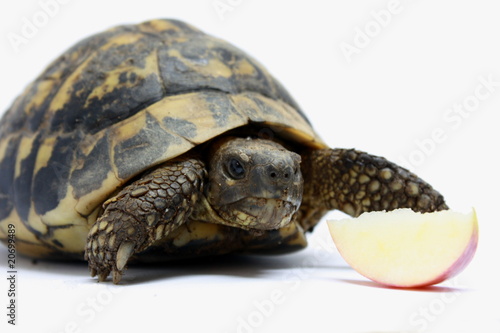 turtle and apple