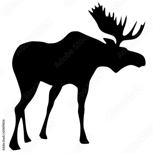 silhouette of moose