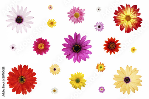 Billede på lærred Panaché de marguerites