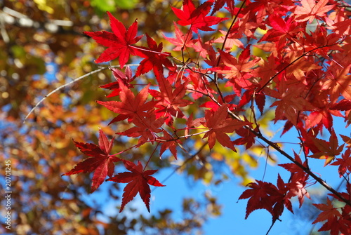 Erable rouge au Japon
