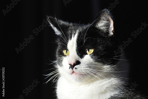 Chat noir et blanc