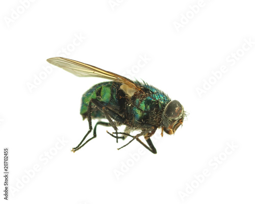 Fly isolated on white