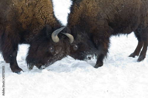 Fighting bisons