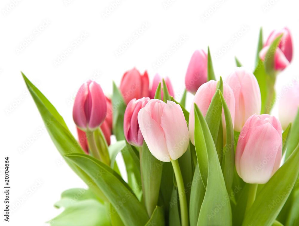 bunch of pink and red tulips isolated on white bunch of pink and red tulips isolated on white