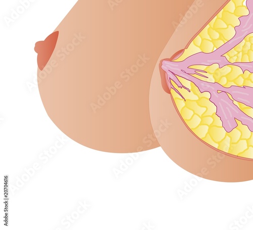 Breast