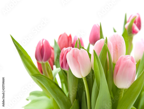bunch of pink and red tulips isolated on white