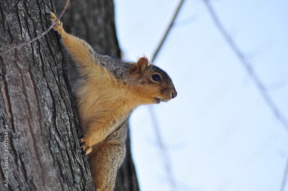 Obraz premium squirrel