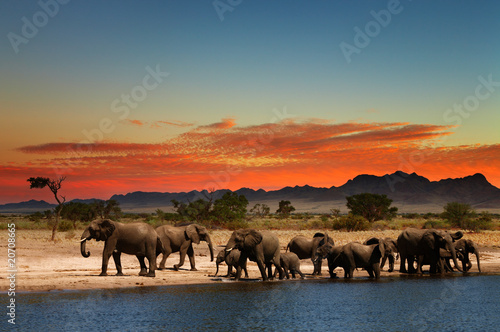 Herd of elephants in african savanna #20708665