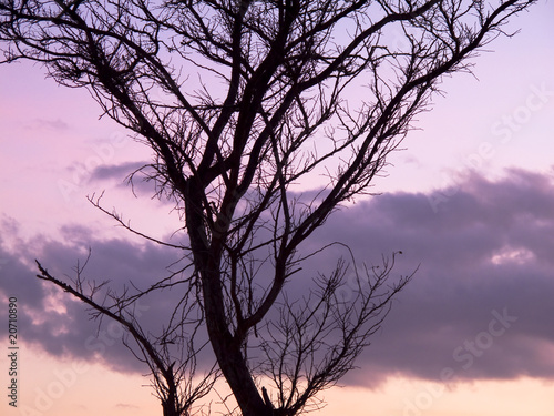 sunset violet © Enrique David Garcia