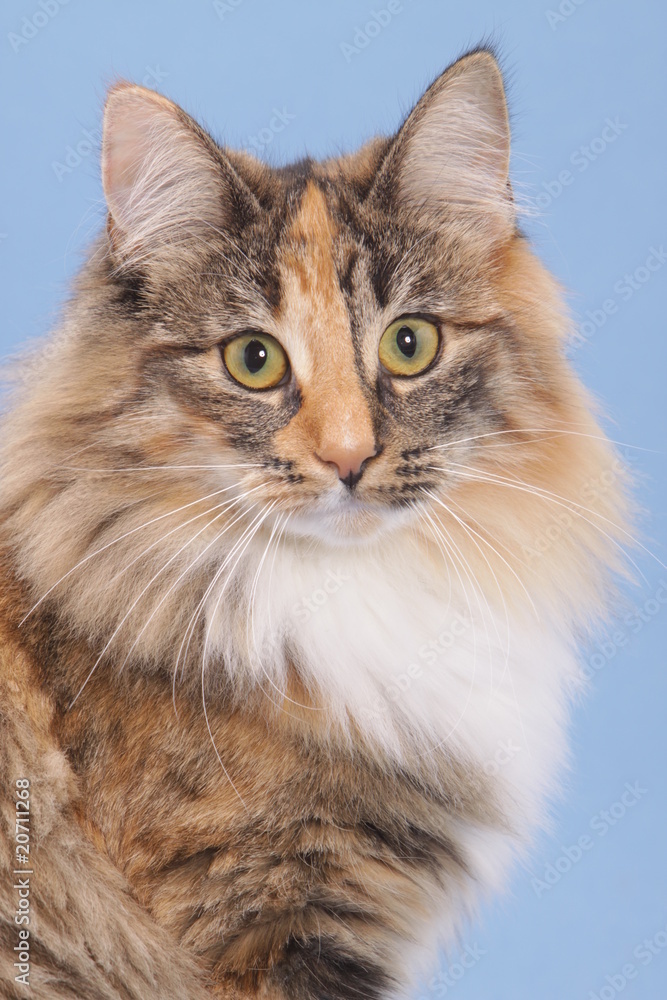 beau portrait d'un skogkatt bien en fourrure beau portrait d'un skogkatt bien en fourrure