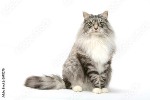 Quadro su tela attitude digne et franche du chat des forêts norvégiennes