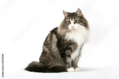 skogkatt assis ramassé sur lui même