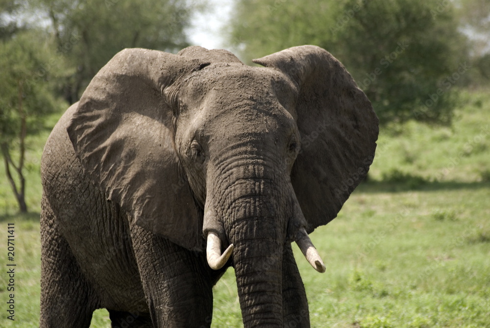Obraz premium Elephant, Selous National Park, Tanzania