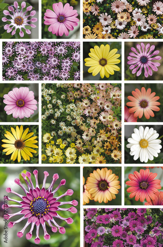 osteospermum ou dimorphoteca photo