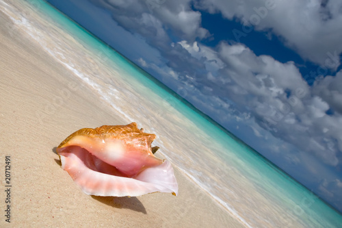 Shell on a white sand beach near blue see