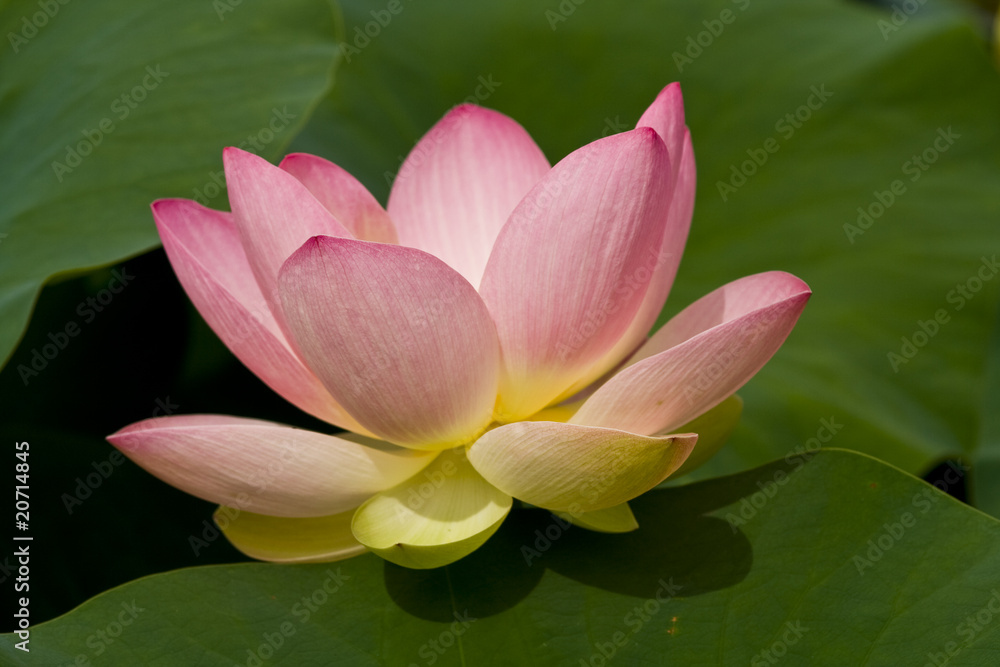 Lotosblüte Lotosblüte