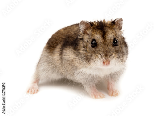 Djungarian, Asian, Siberian, Campbells, Dwarf hamster
