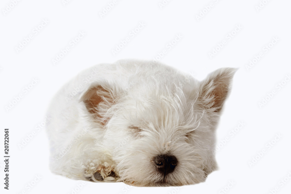 jeune westie en train de dormir de face jeune westie en train de dormir de face