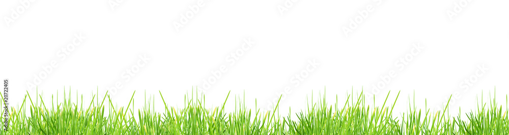 Grass Grass