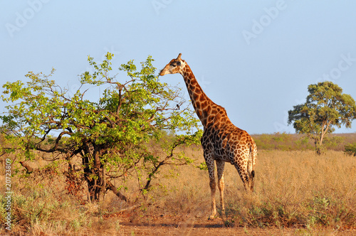 Photography young giraffe in morning sunshine