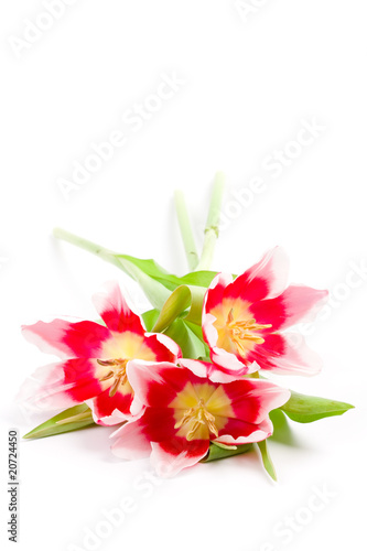 Fototapeta Naklejka Na Ścianę i Meble -  three pink tulips