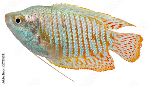 Dwarf Gourami fish