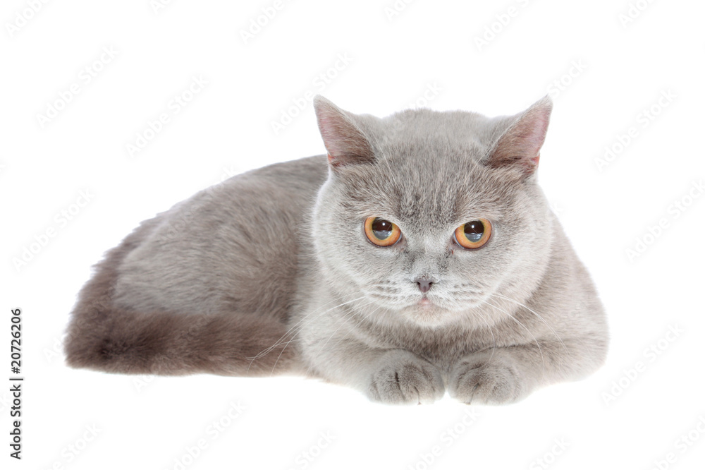 Fototapeta premium The British cat