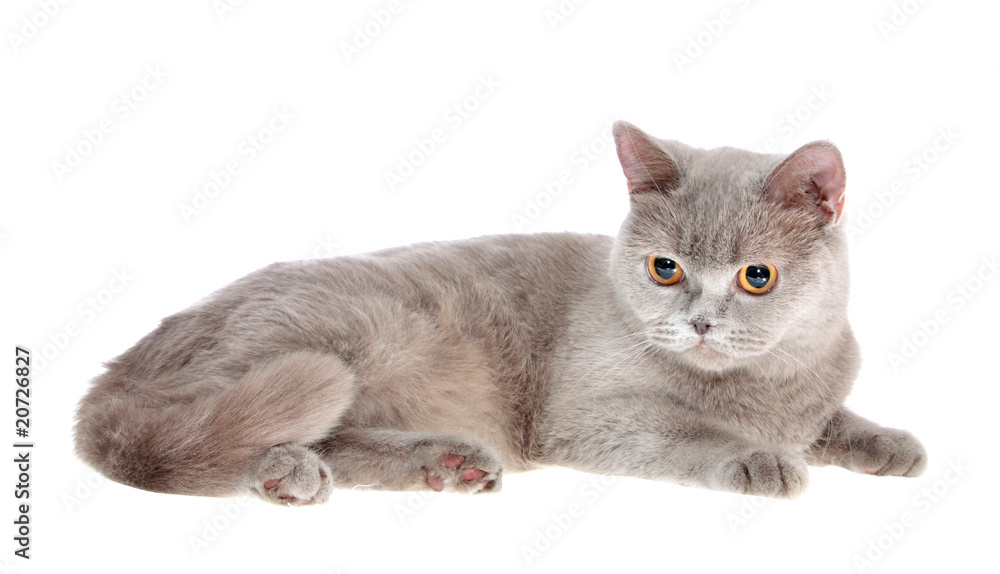 British cat , isolated. British cat , isolated.