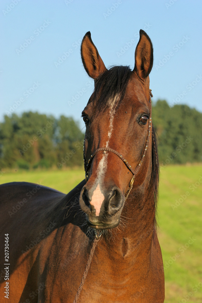 Fototapeta premium Pferd - Portrait vor Himmel
