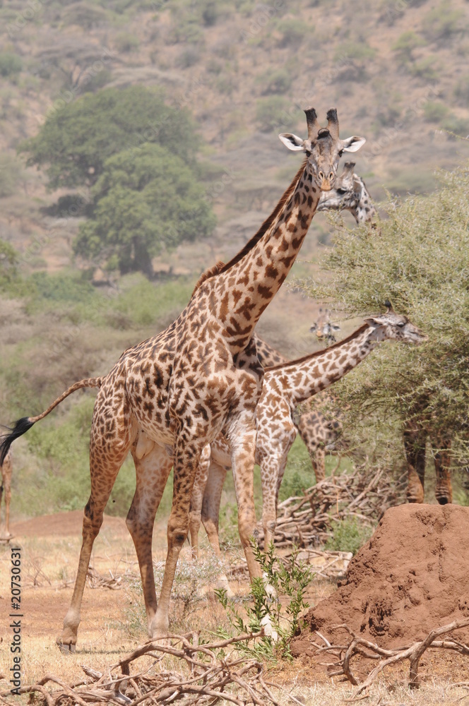 Obraz premium Giraffe