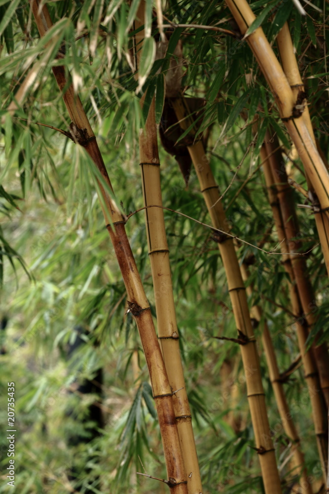 Bamboo forest background Bamboo forest background