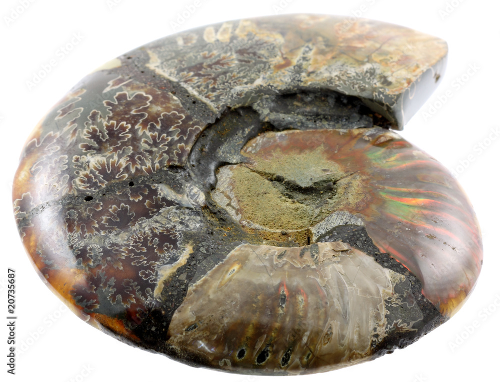 ammonite fond blanc ammonite fond blanc