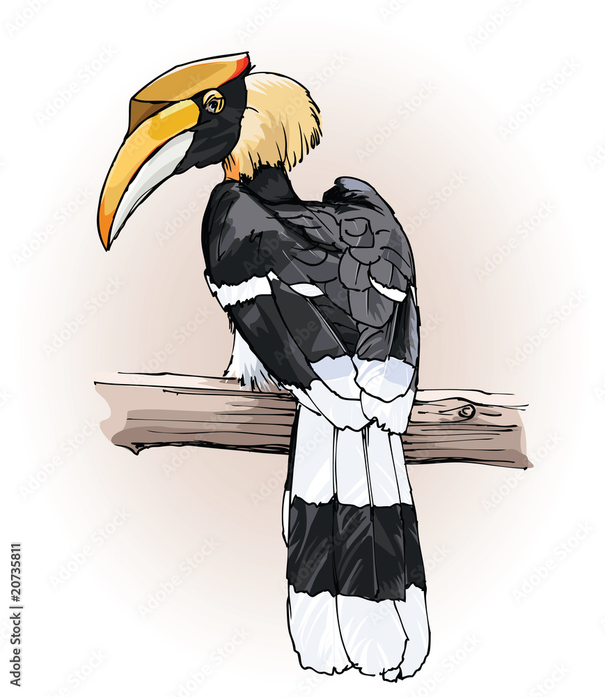 great hornbill เวกเตอร์สต็อก | Adobe Stock