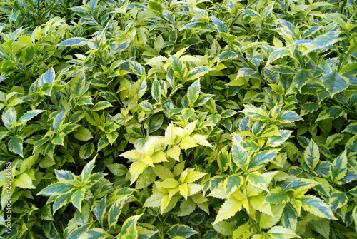 Green leaves of plants