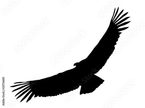 silhouette of condor photo