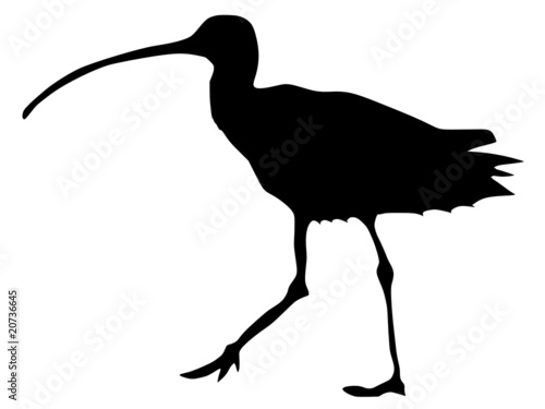 silhouette of curlew photo