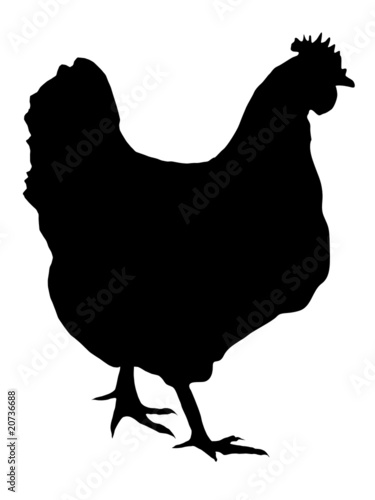silhouette of hen