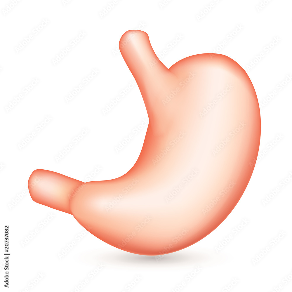 Fototapeta premium Stomach