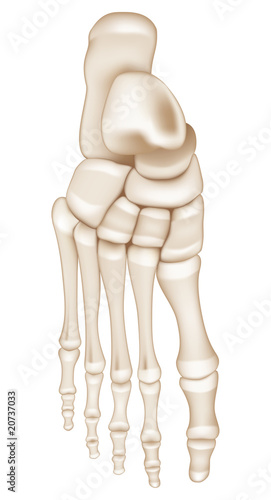 Foot Bones