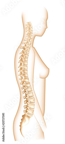 Human Spine