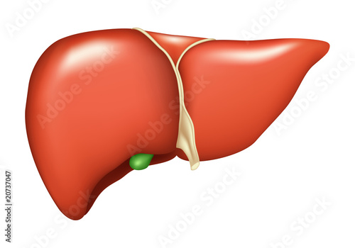 Liver