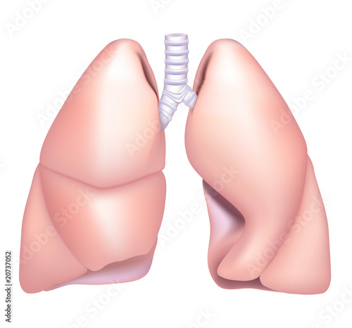 Lung