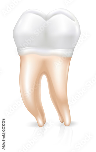 Molar