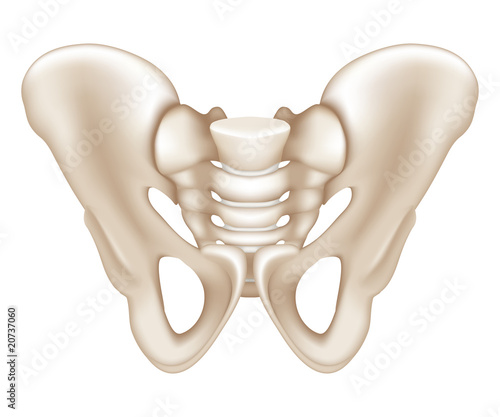 Pelvis photo