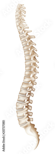 Spine