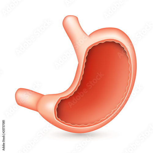 Stomach section
