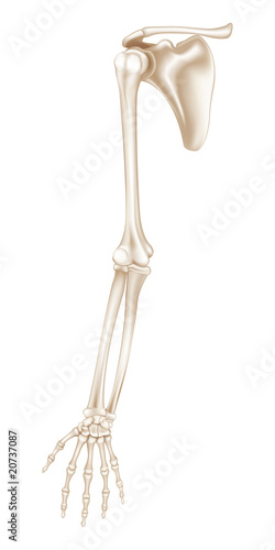 Upper Extremity