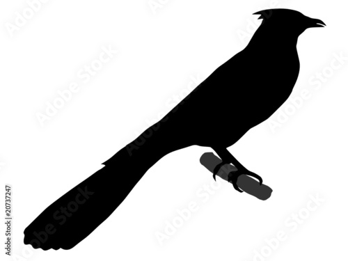 Photography cuckoo