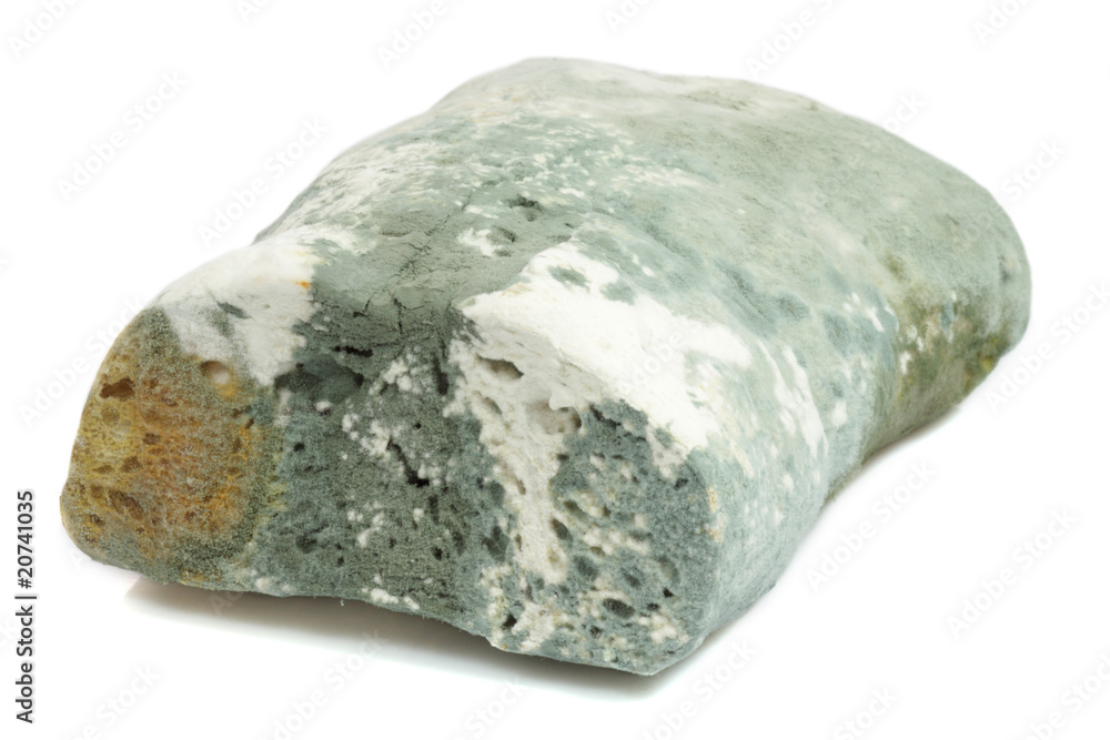 Verschimmeltes Brot Verschimmeltes Brot