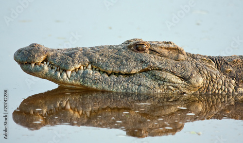 Crocodile lying in still water with clear reflection